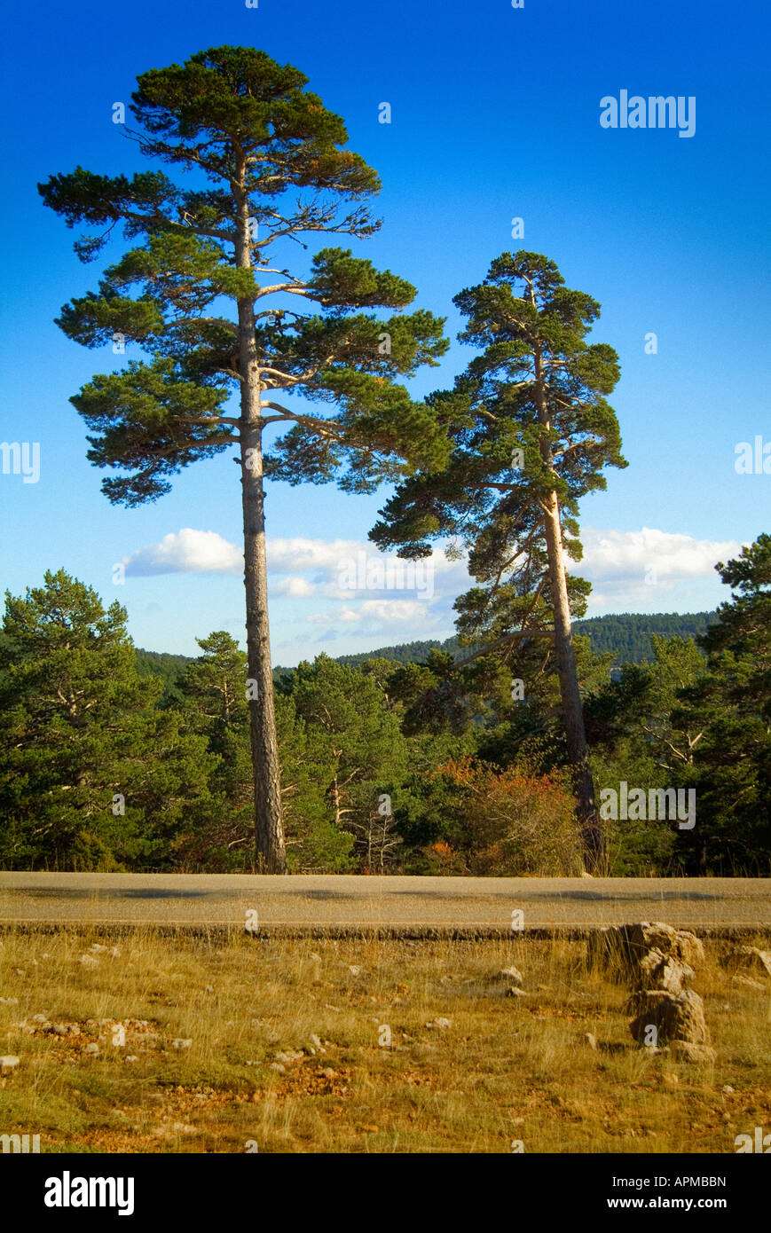 Road through a pine tree forest. Gudar - Javalambre country. Teruel province. Spain Stock Photo