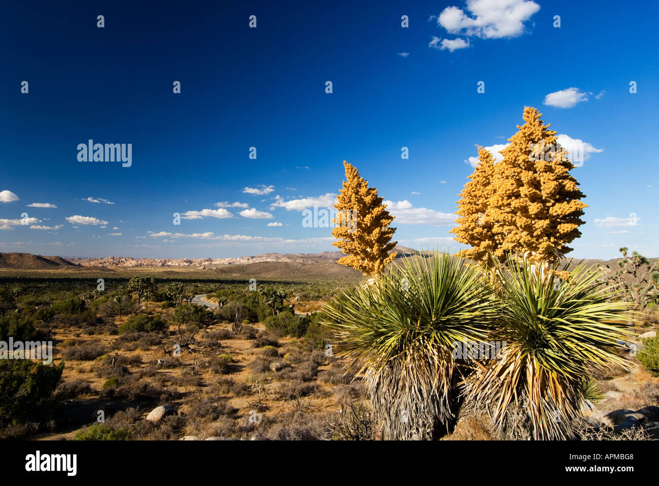Yucca blooming high desert Joshua Tree National Park California Stock Photo Alamy