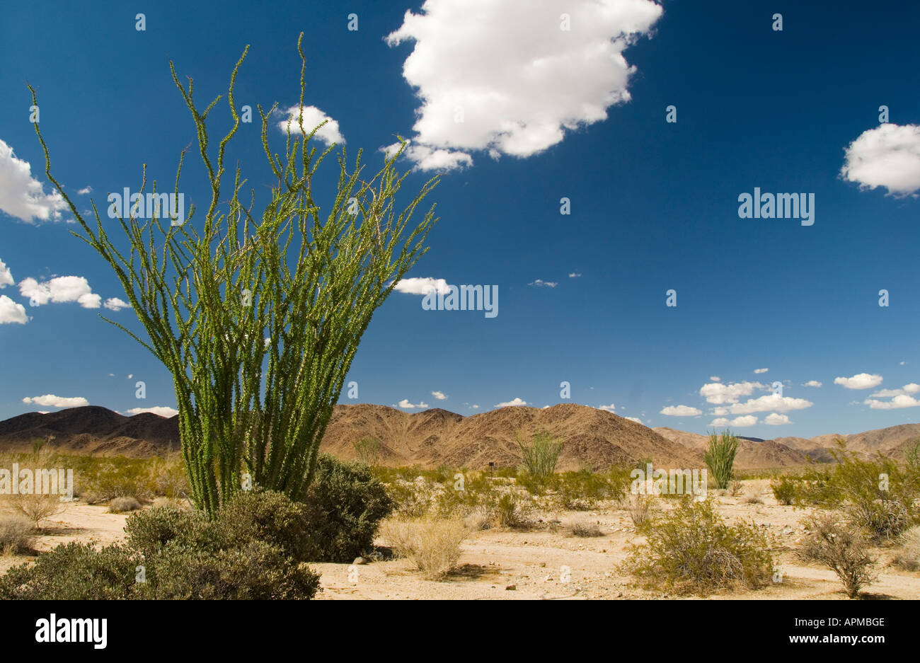 Ocotillo Joshua Tree National Park California Stock Photo Alamy