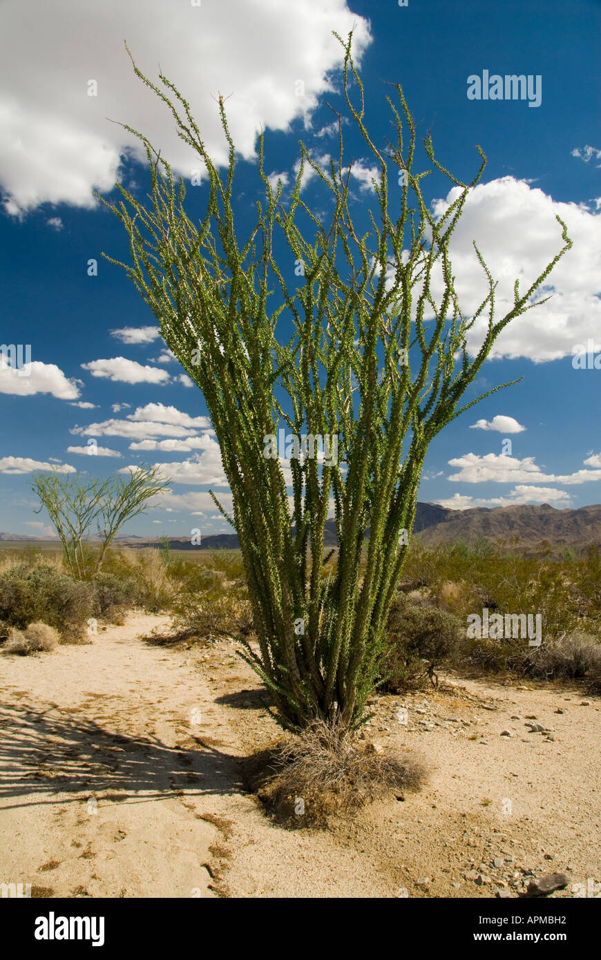 Ocotillo Joshua Tree National Park California Stock Photo Alamy