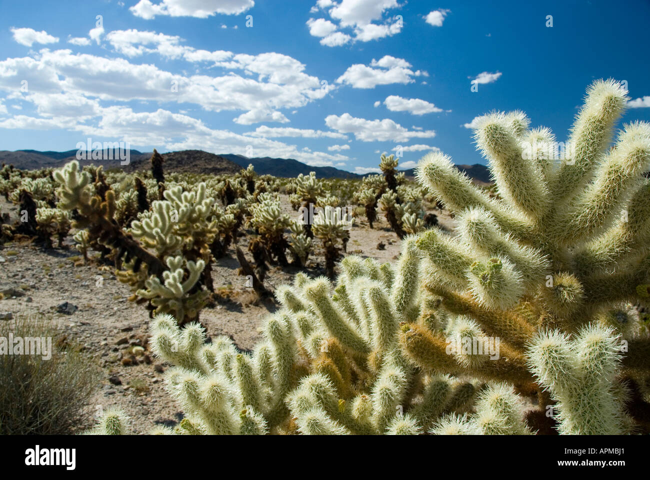 Cholla cactus Joshua Tree National Park California Stock Photo Alamy