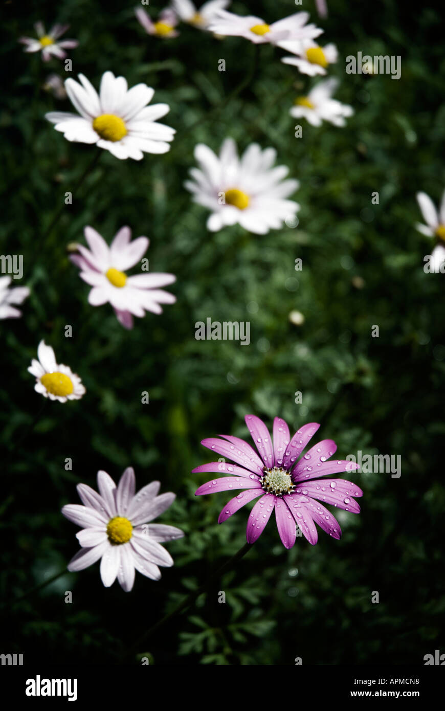 A cape daisy osteospermum surrounded by shasta daisies Leucanthemum x superbum Stock Photo