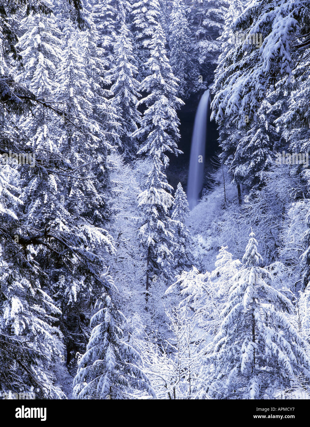 North Falls framed by winter snowfall in Oregon's Silver Falls State Park Stock Photo Alamy