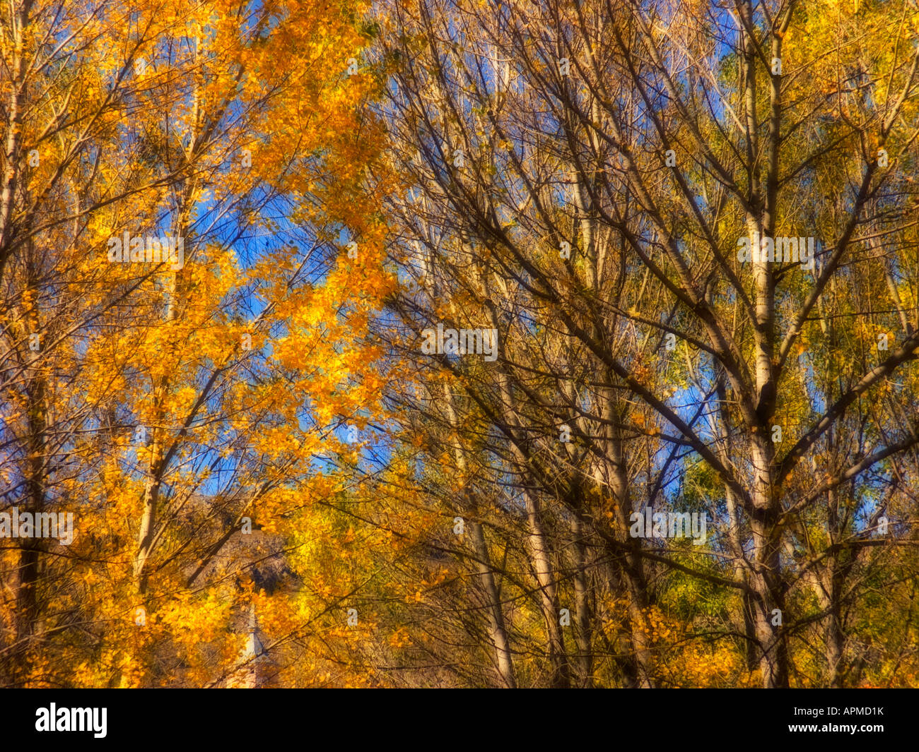 Populus trees forest. Gudar - Javalambre country. Teruel province. Spain Stock Photo