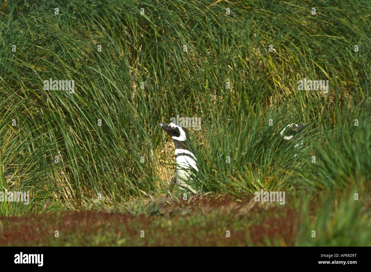 Magellanic Penguin Spheniscus magellanicus adult coming out of tussac grass into meadow with flowering Rumex acetosella Stock Photo