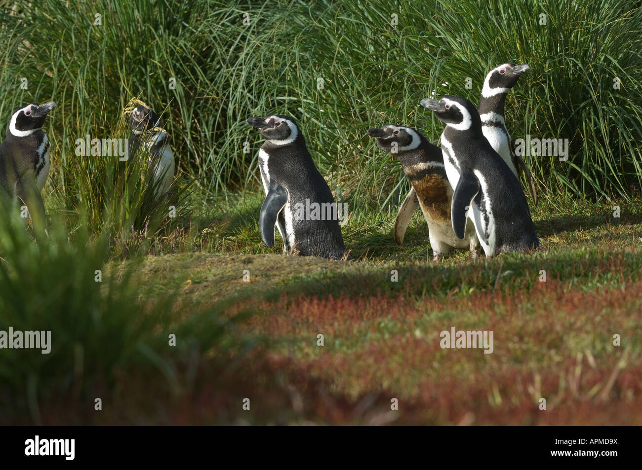 Magellanic Penguin Spheniscus magellanicus adult coming out of tussac grass into meadow with flowering Rumex acetosella Stock Photo
