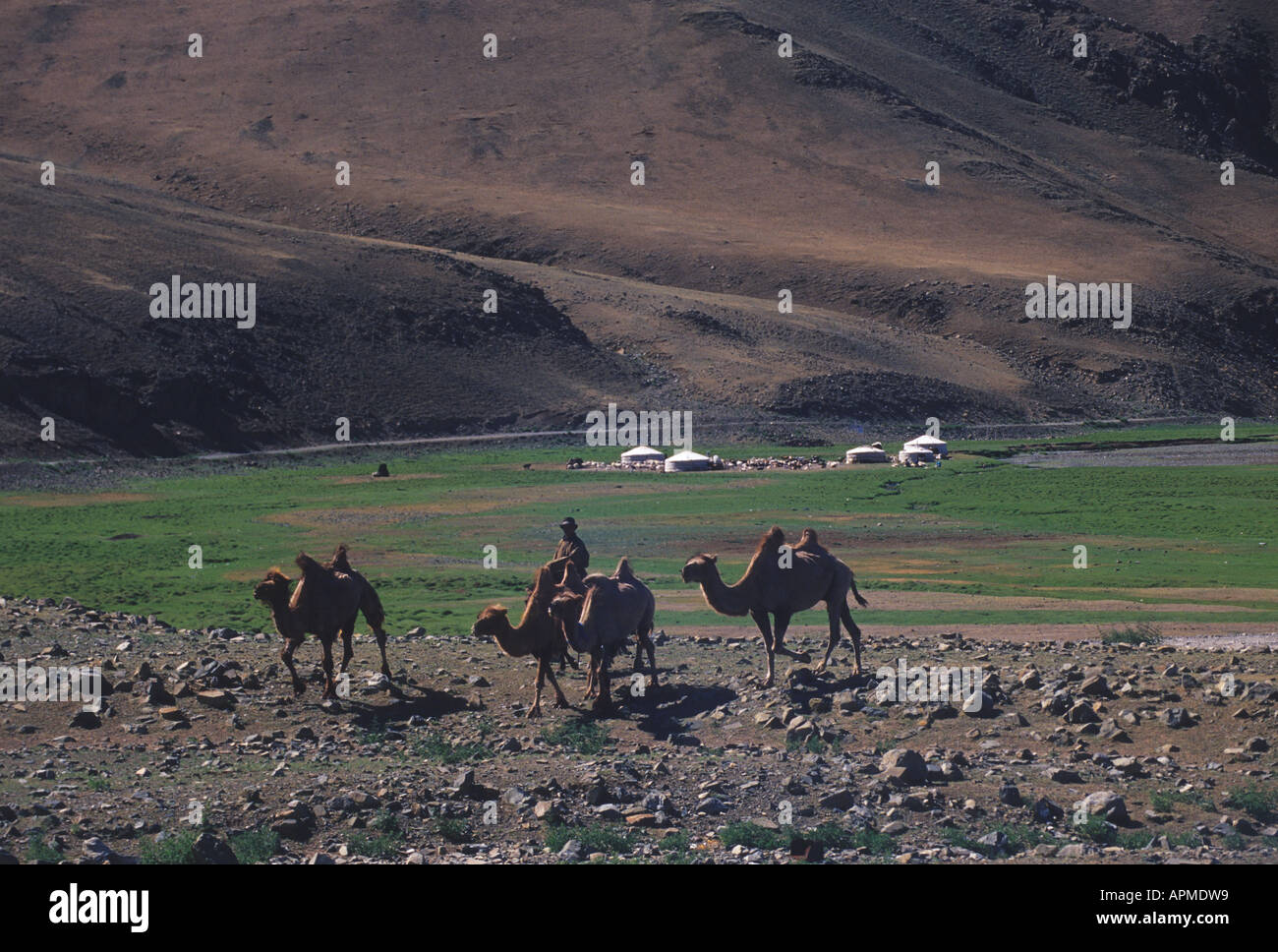 camels mongolia Stock Photo