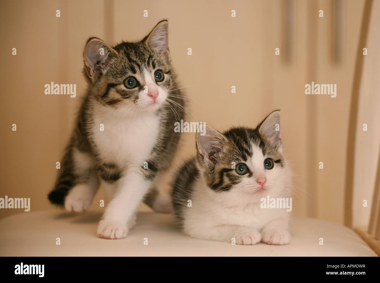 A pair of tabby kittens at six weeks old brother and sister Stock Photo