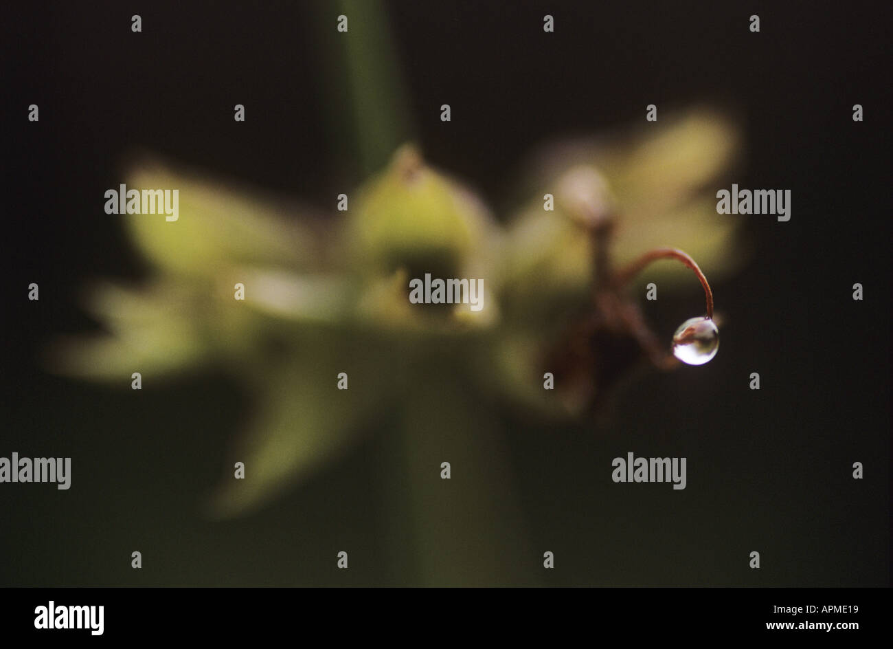 Plant stem with water droplet Stock Photo - Alamy