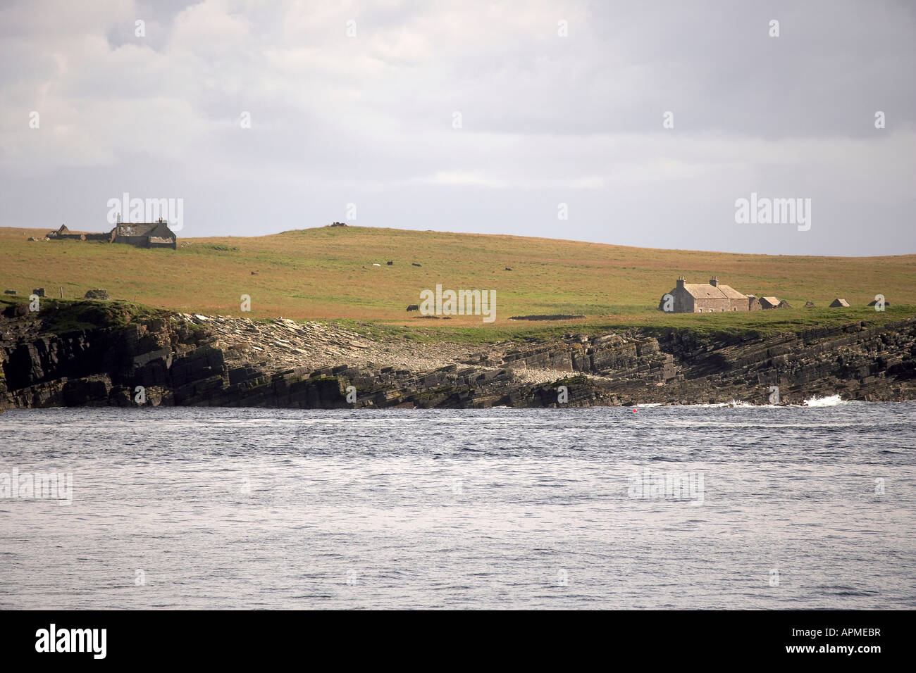 Feral cattle graze between the abandoned cottages on the uninhabited island of Swona Pentland Firth Orkney Scotland UK Stock Photo