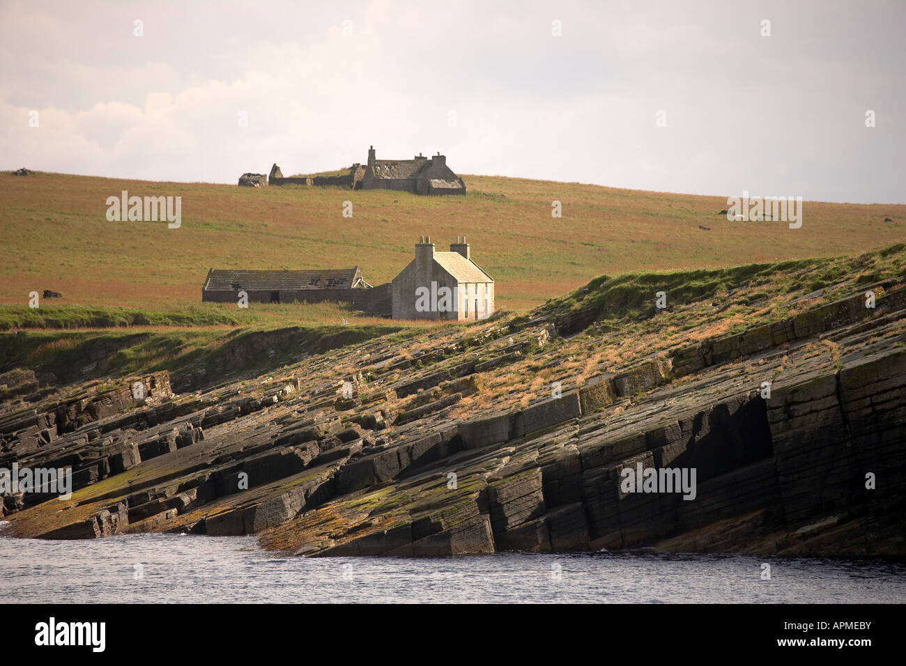 Feral cattle graze between the abandoned cottages on the uninhabited island of Swona Pentland Firth Orkney Scotland UK Stock Photo