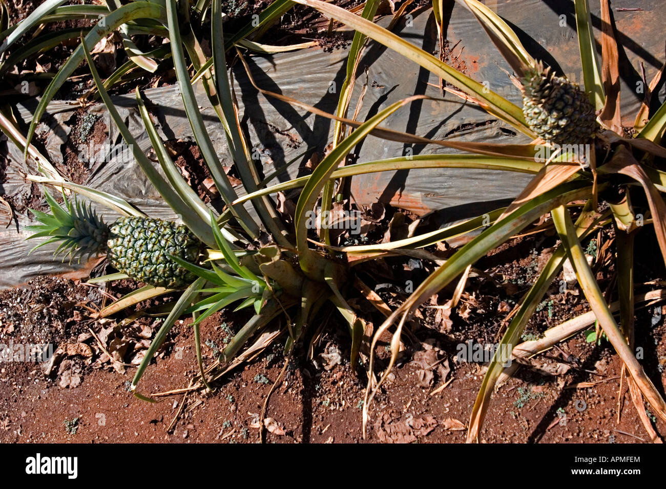 Pineapples growing on ground in garden Dole Plantation near Wahiawa