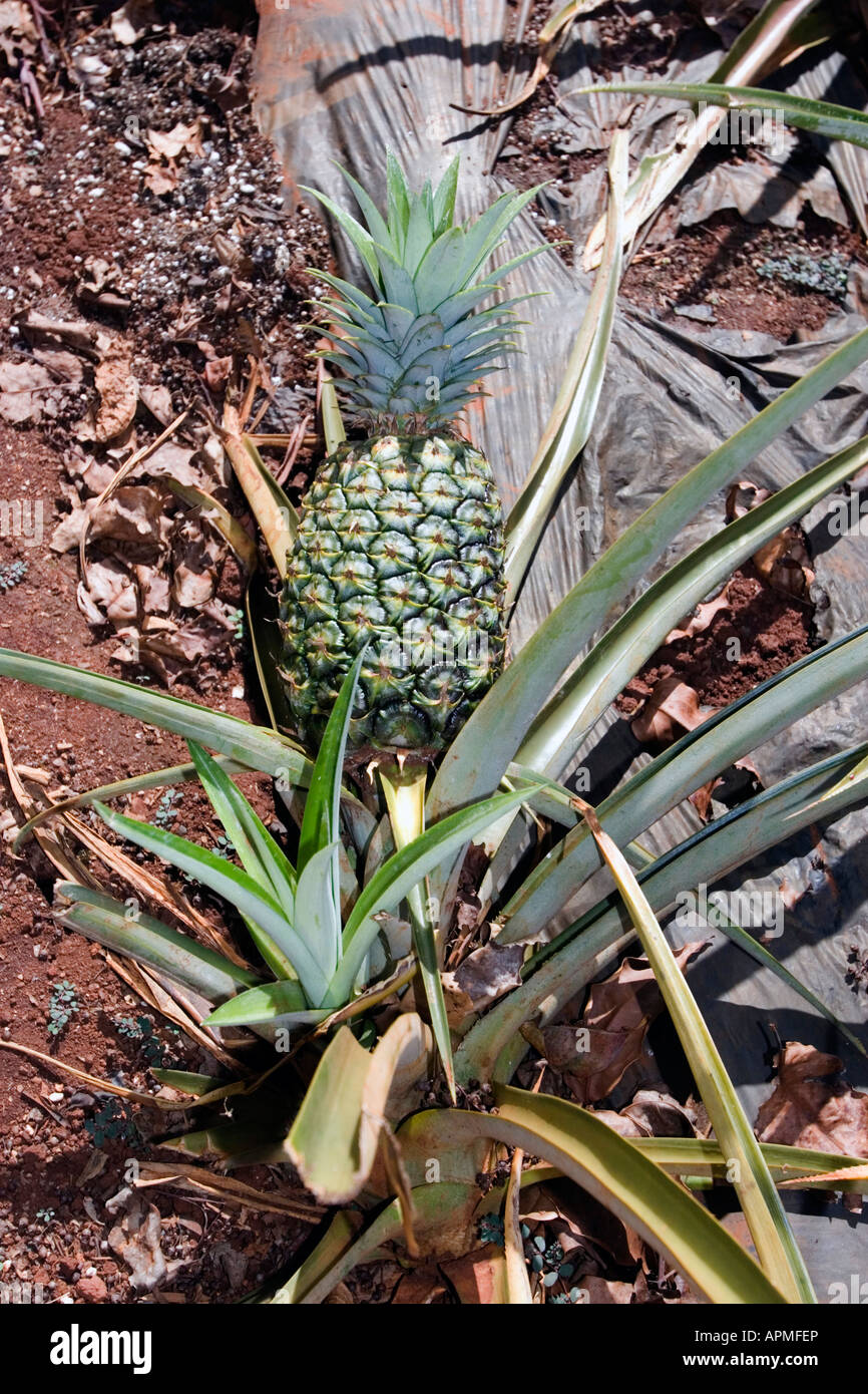 Pineapples growing on ground in garden Dole Plantation near Wahiawa