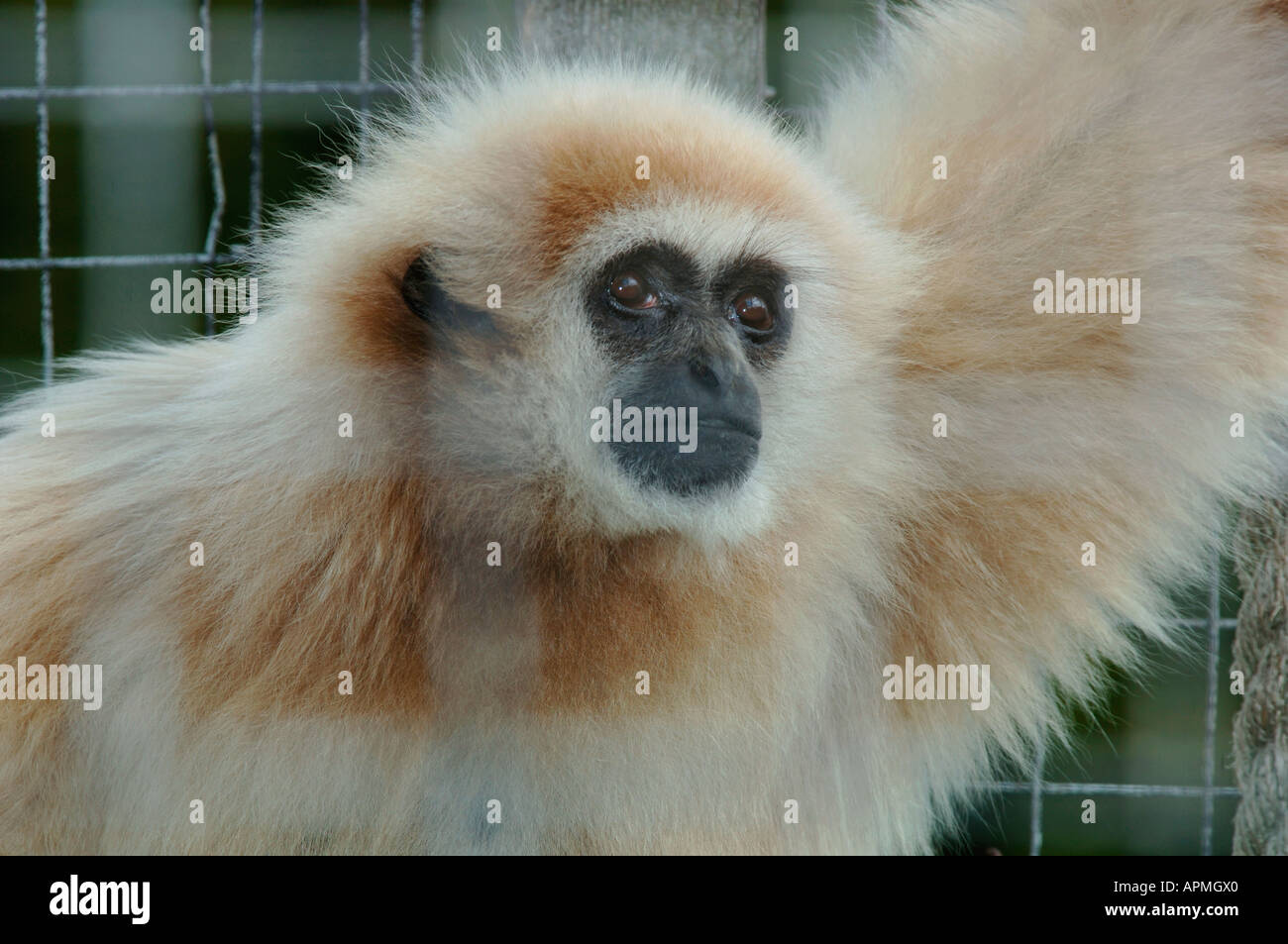 Gibbon (Gibon troedwyn) Stock Photo
