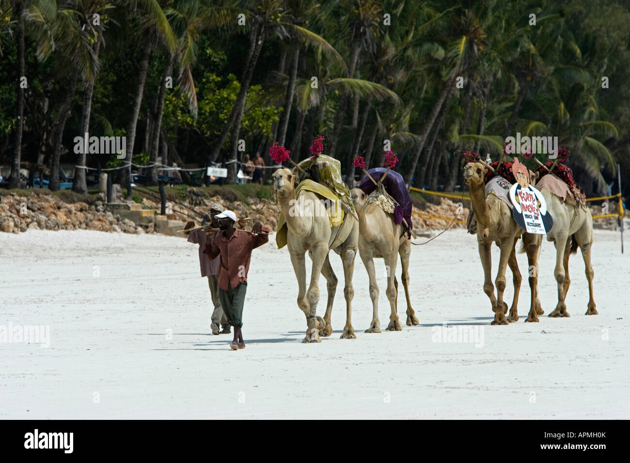 Camels with beach bar advertising Diani Beach Kenya Stock Photo