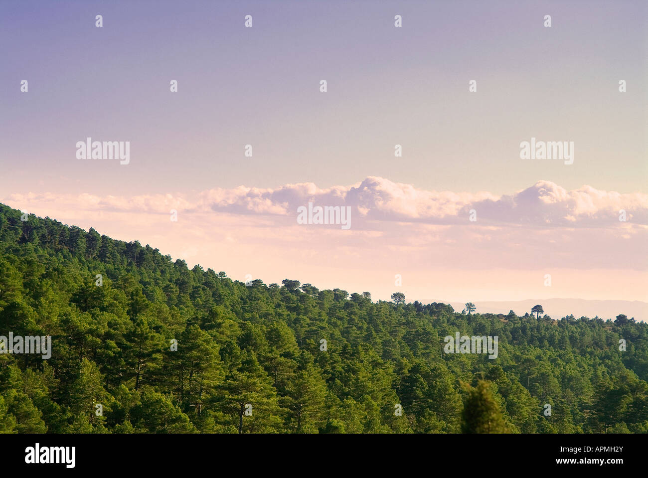 Pine tree forest. Gudar - Javalambre country. Teruel province. Spain Stock Photo
