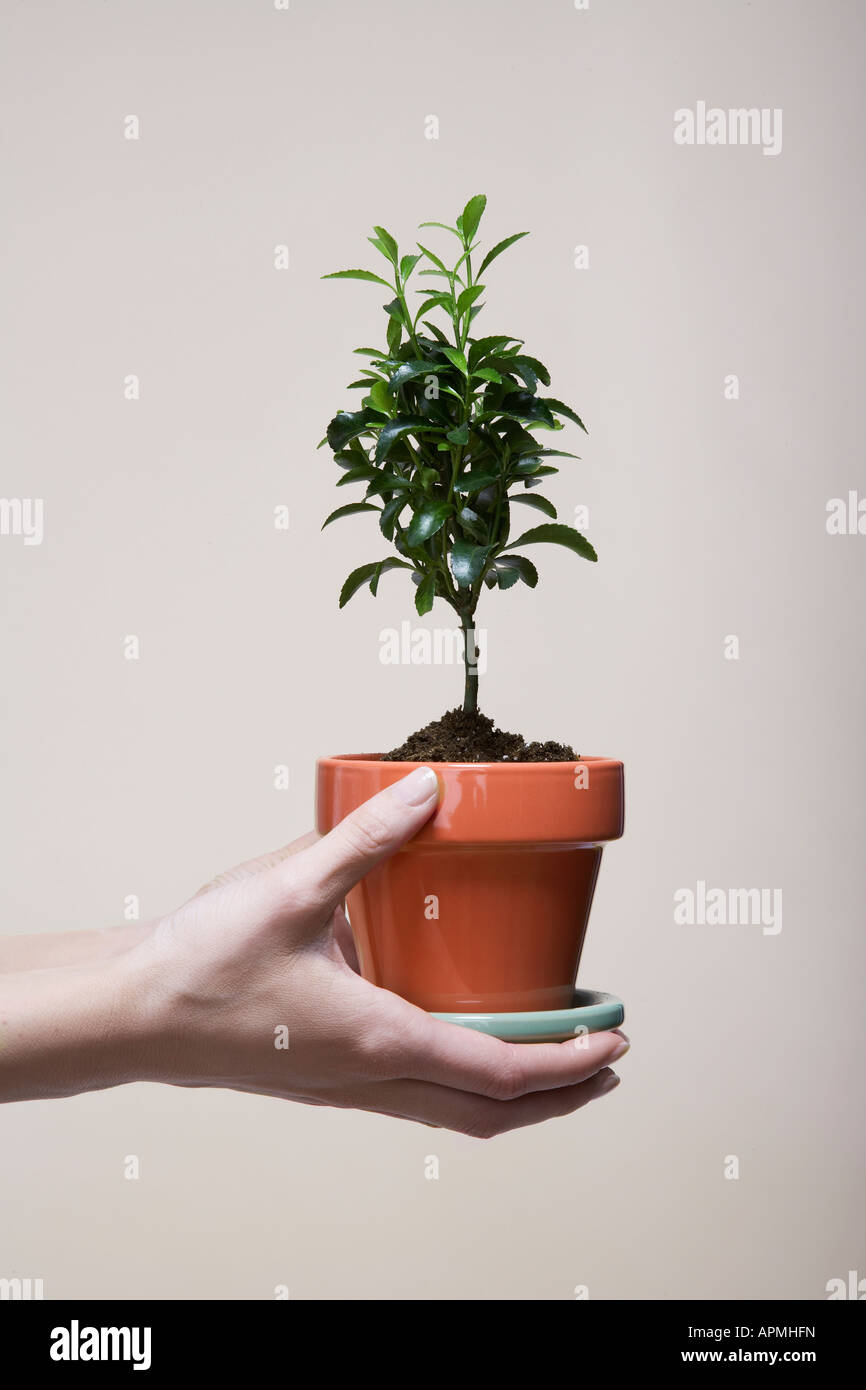 Woman's hands holding potted plant (close-up Stock Photo - Alamy