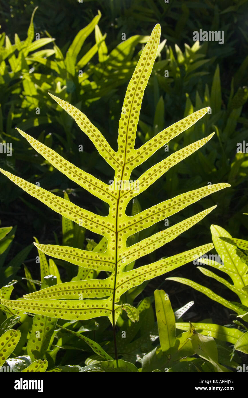 Lawai fern hi-res stock photography and images - Alamy