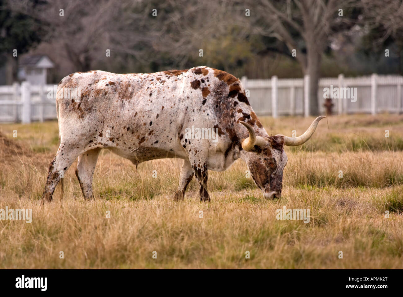 Longhorn steer in winter pasture Stock Photo