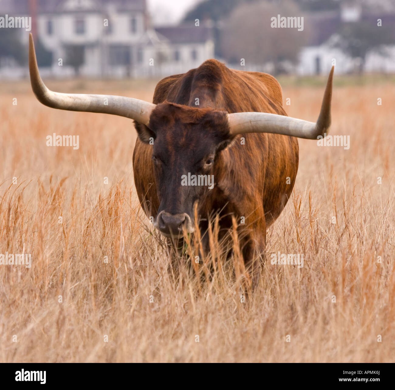 Texas longhorn in winter pasture Stock Photo