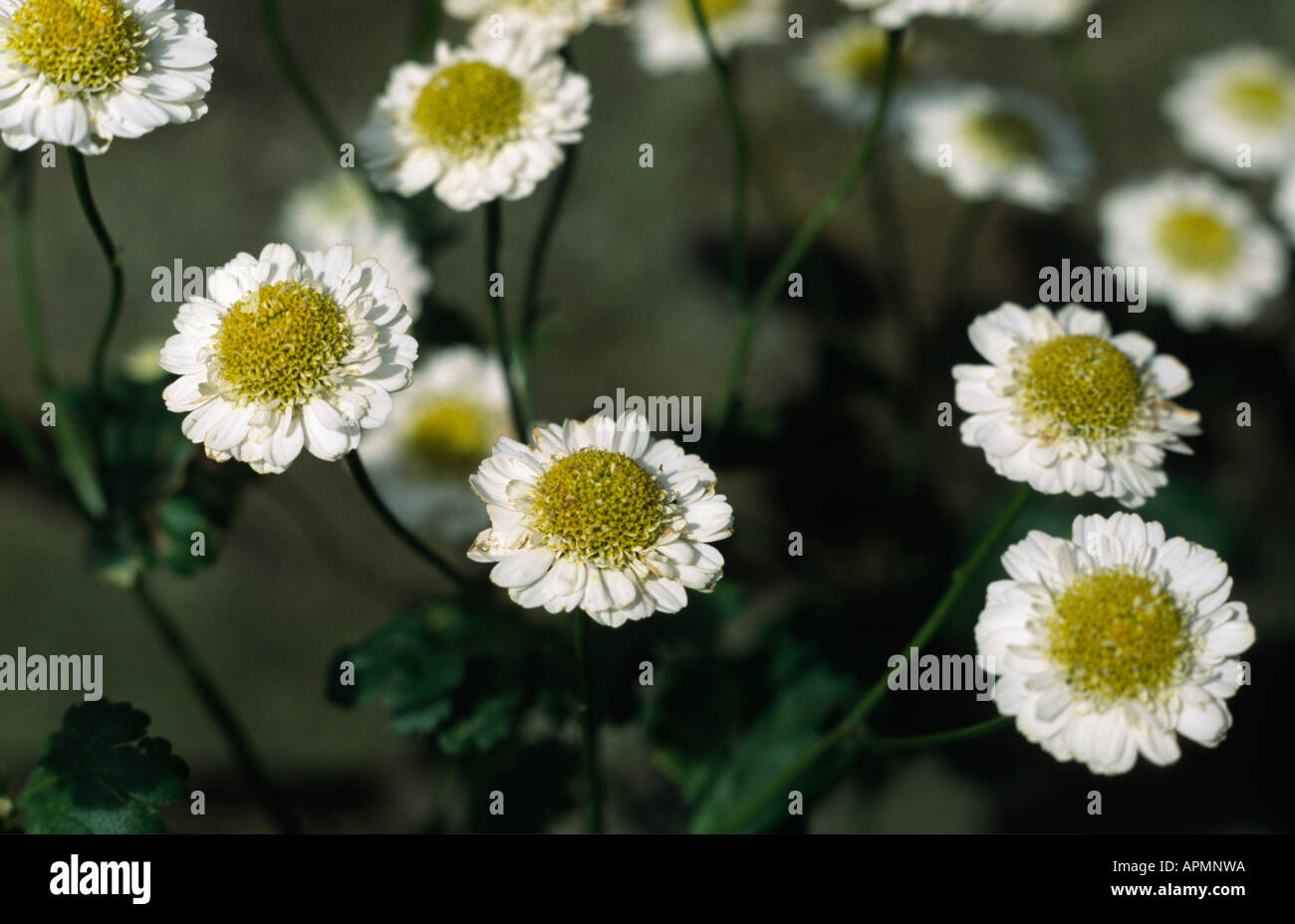 Feverfew Roots Fever few hi-res stock photography and images - Alamy