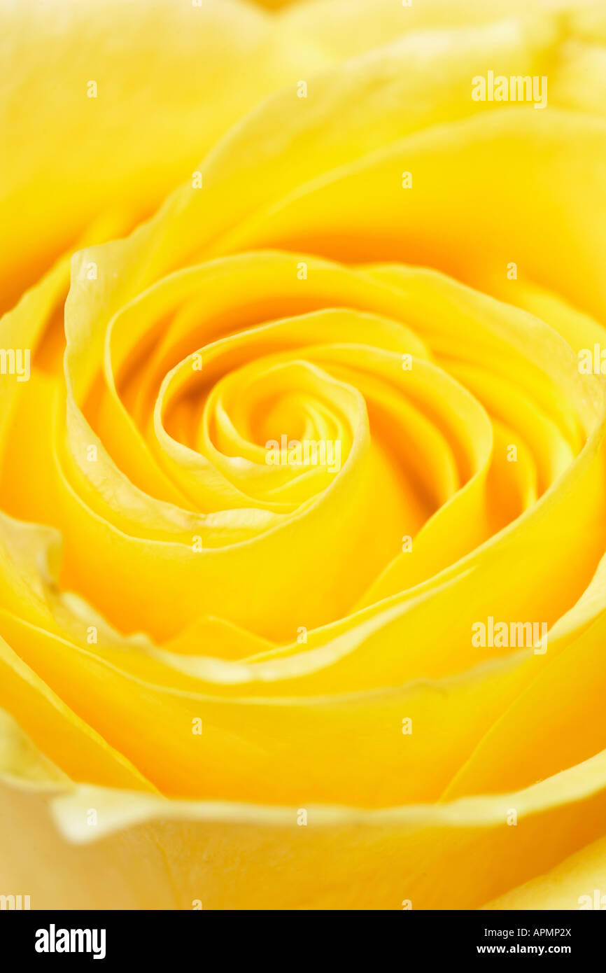 Close-up of yellow rose Stock Photo
