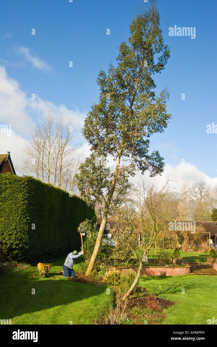 Felling storm damaged eucalyptus tree before garden accident occurs in Wiltshire England UK EU Stock Photo