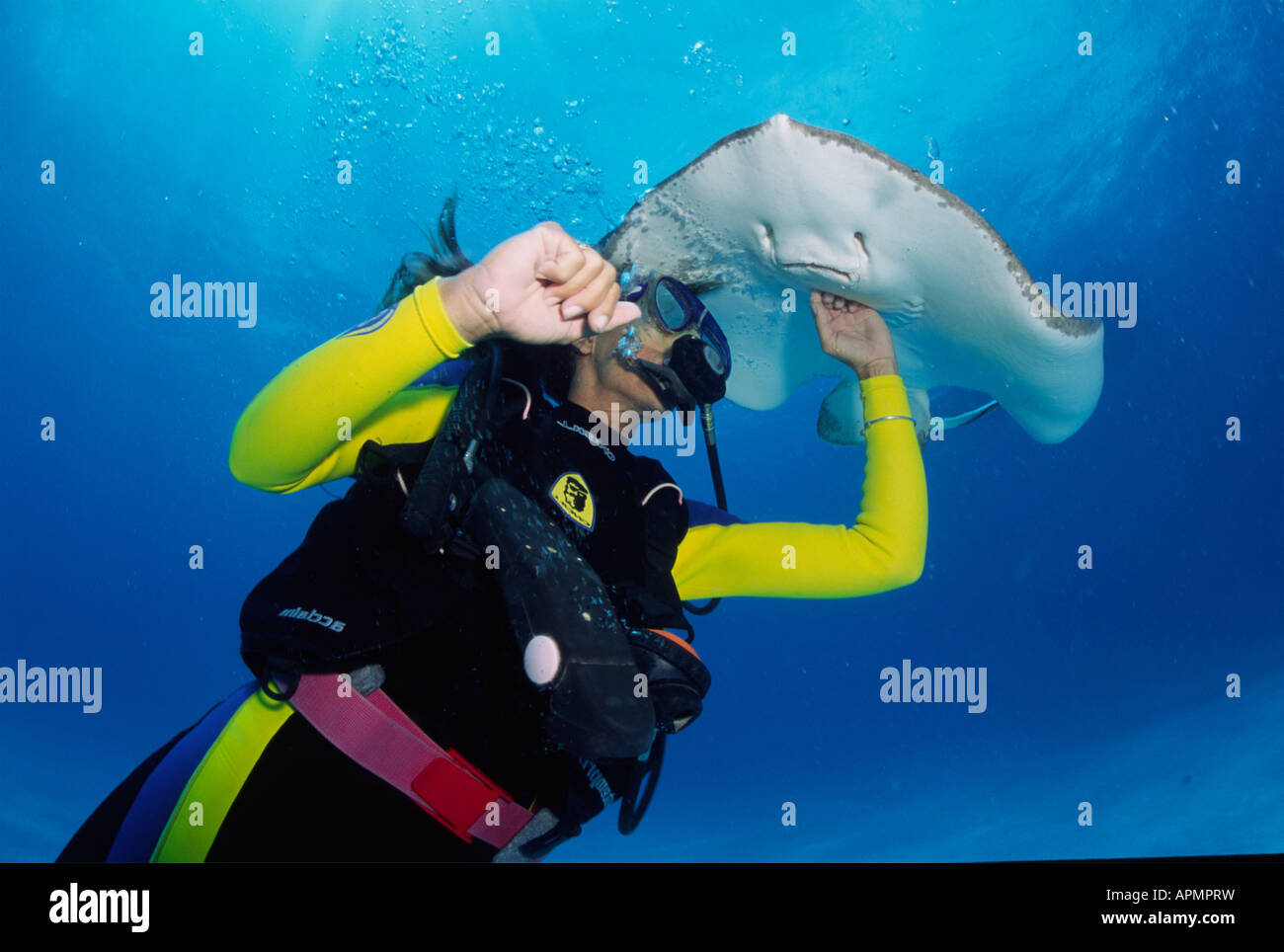 divers enjoying stingray diving in Barbados Stock Photo - Alamy