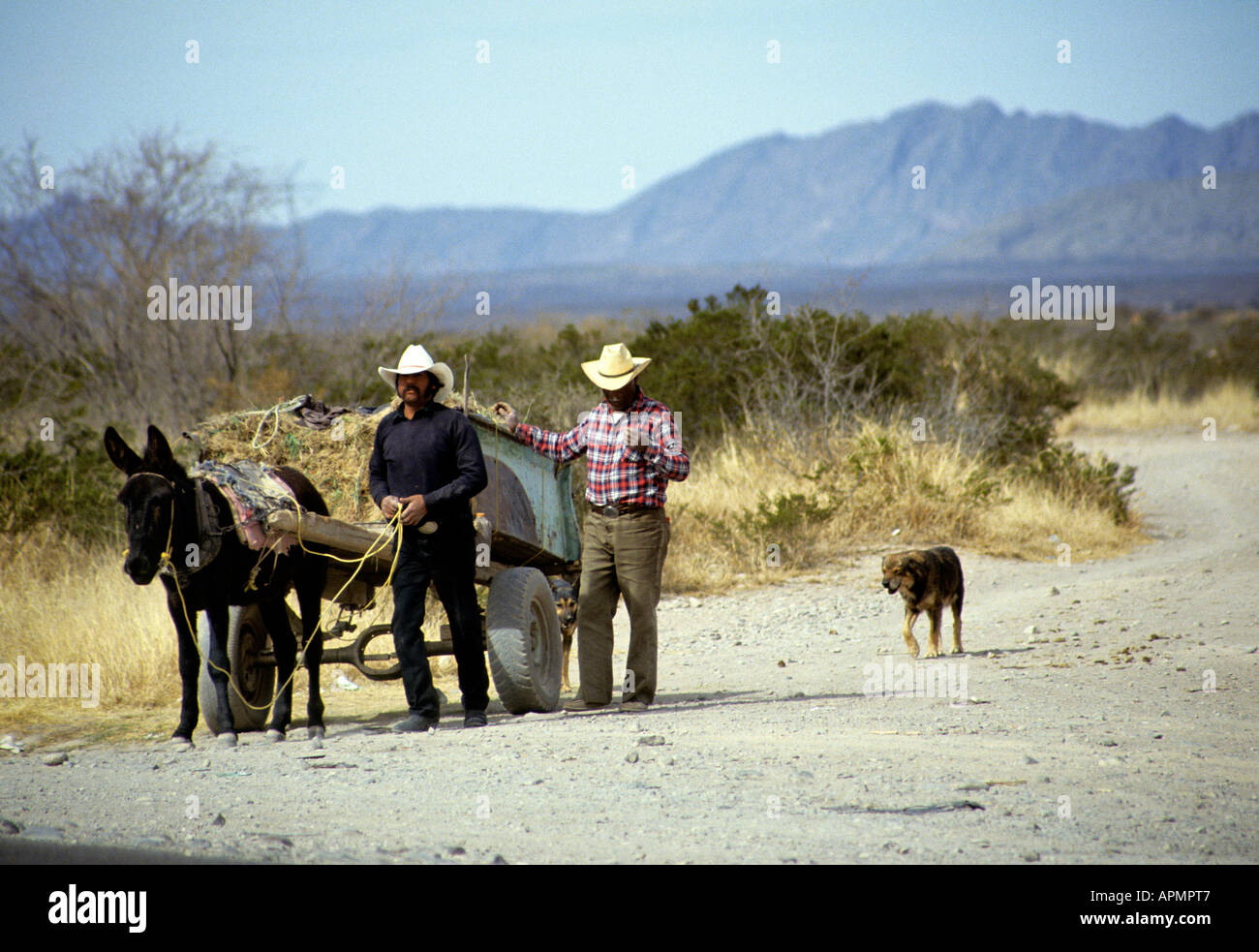 Two men walk beside a donkey and cart followed by a dog along a stony route on the Alto Plano near Hidalgo del Parral Stock Photo