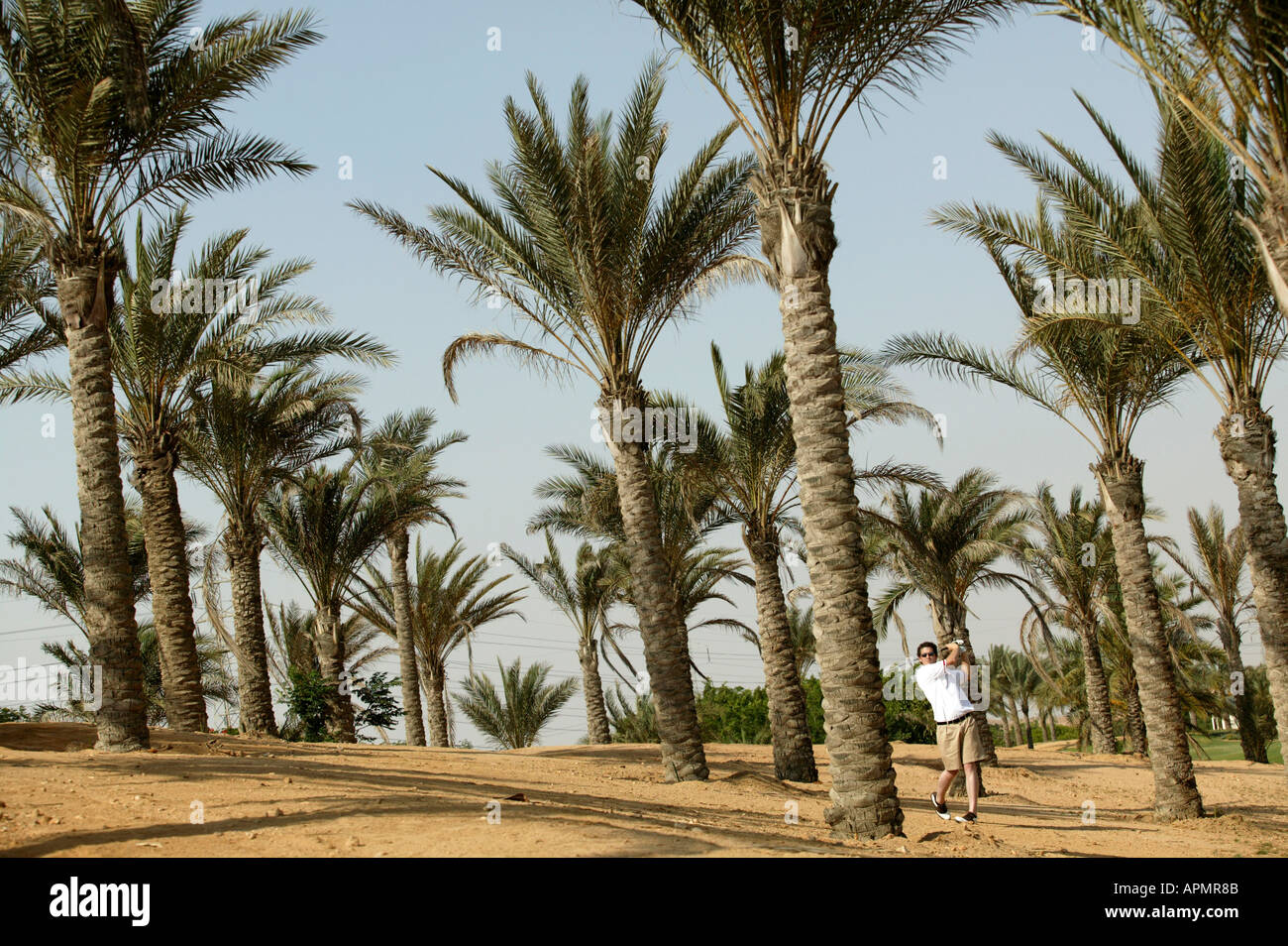 Egypt palm trees hires stock photography and images Alamy