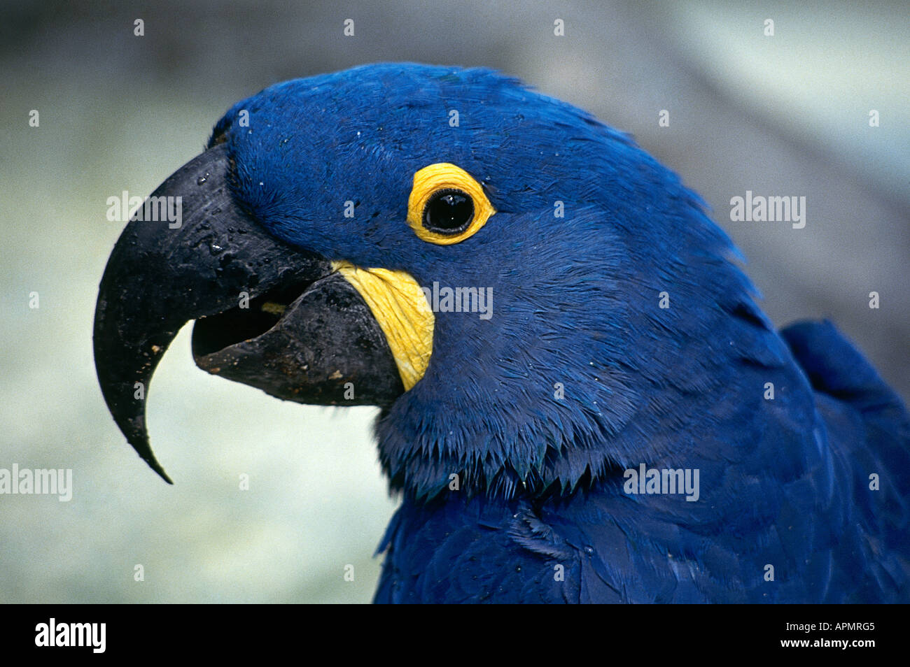 Curved beak hires stock photography and images Alamy