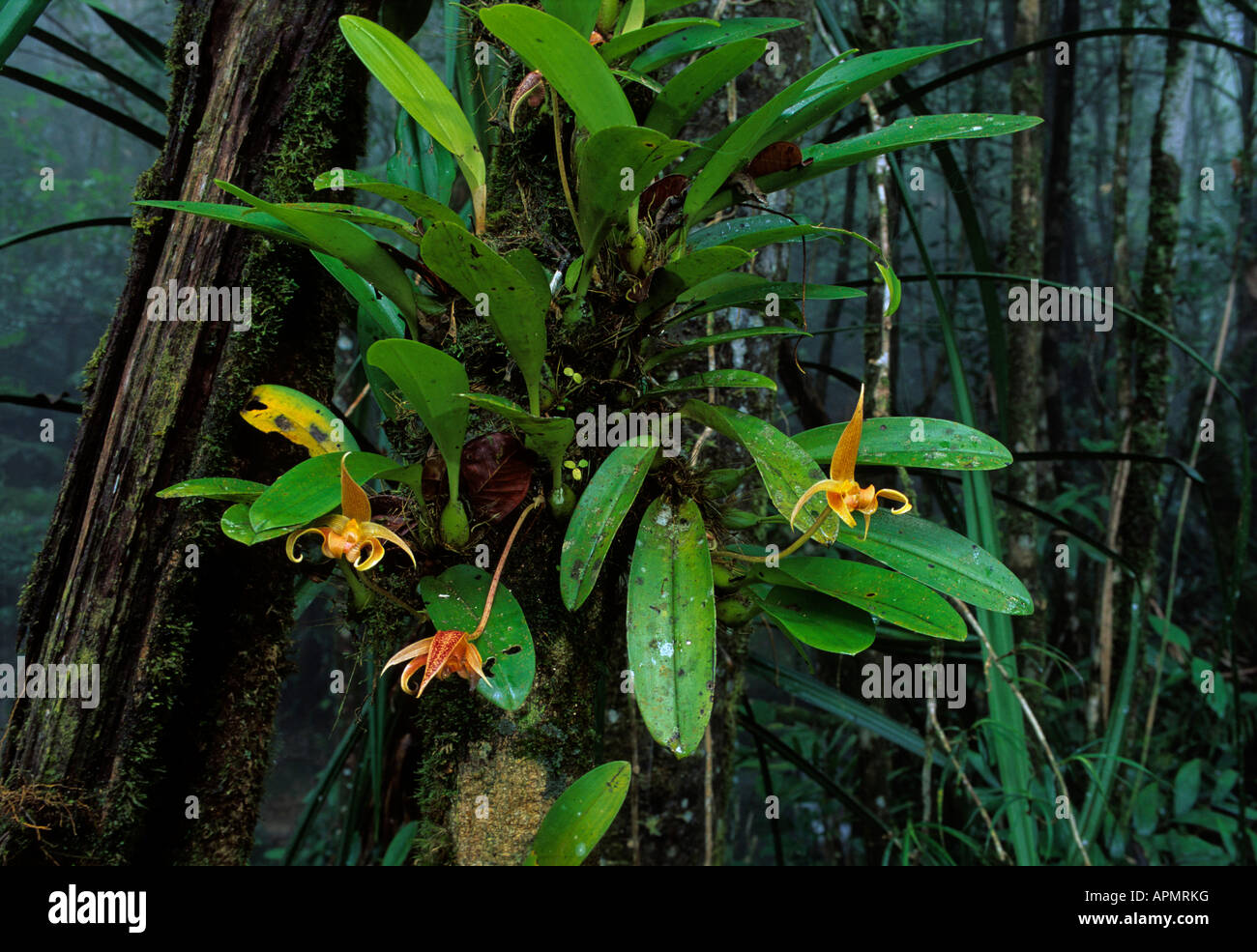 Orchid, Bulbophyllum obtusum. Poring Hot Springs Sabah, Malaysia. Borneo Stock Photo