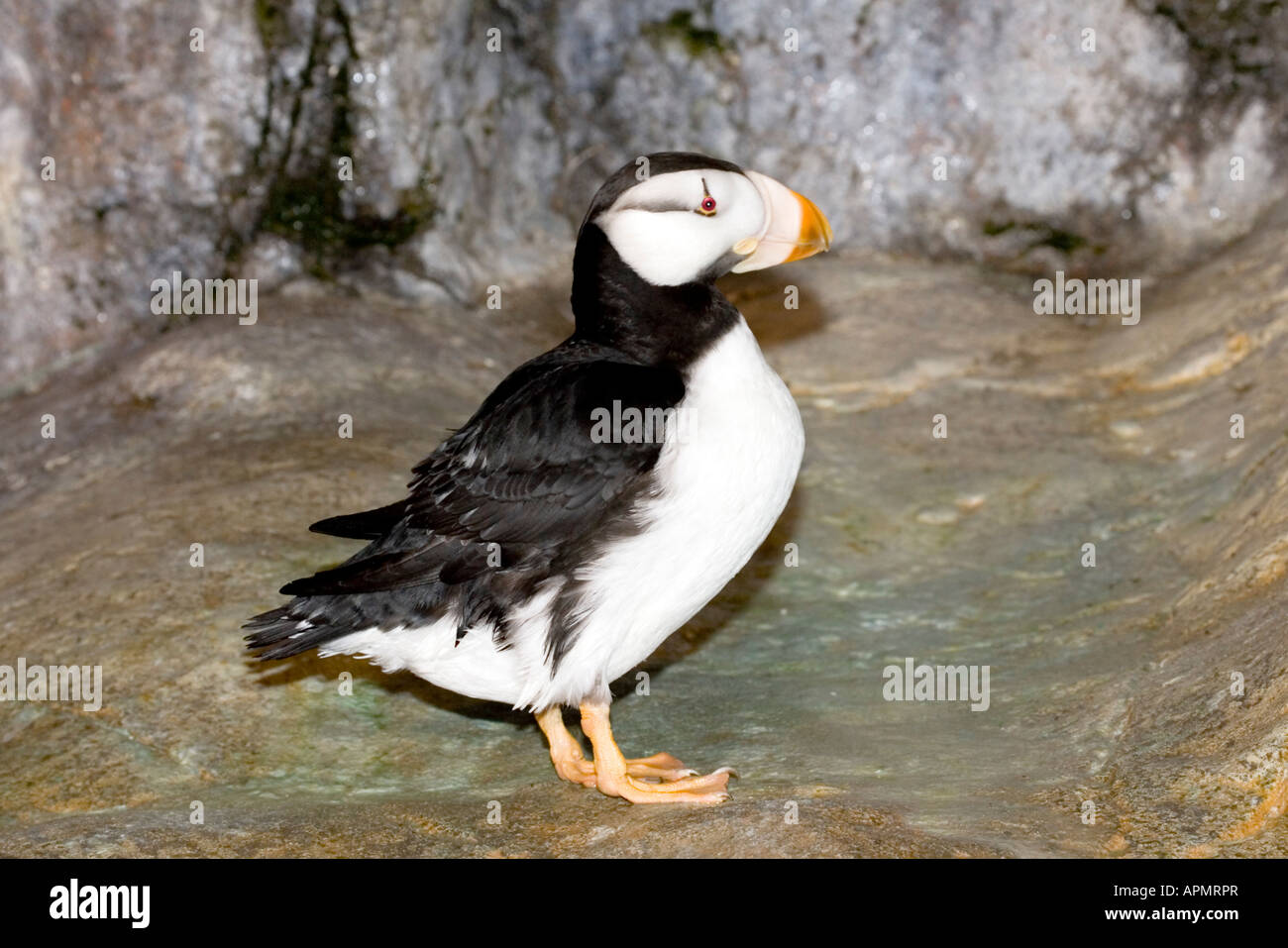 Tufted Puffin  Saint Louis Zoo