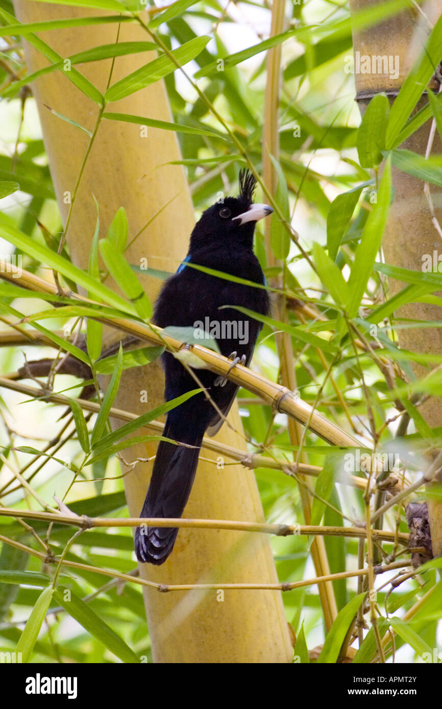 San Blas Jay Cyanocorax sanblasianus Mismaloya Jalisco Mexico 18