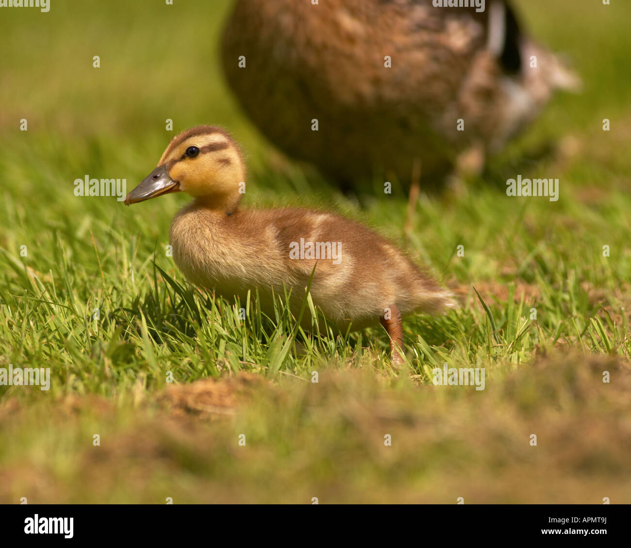 Mother duck with chick Stock Photo Alamy
