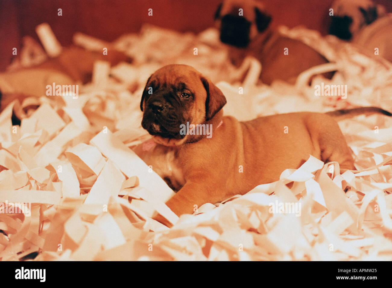 Puppies on shredded paper Stock Photo Alamy