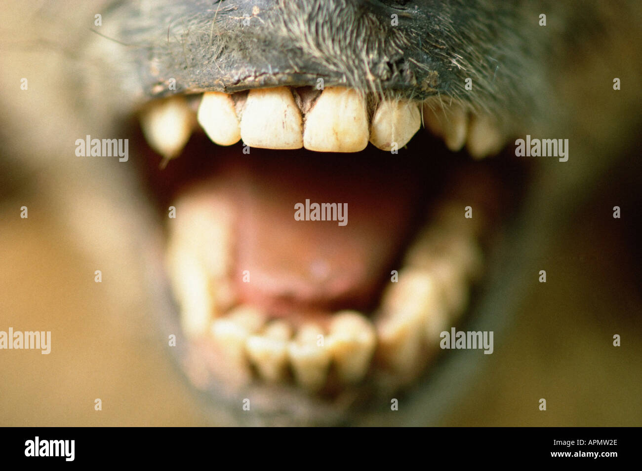 Monkeys mouth Stock Photo 5167405 Alamy