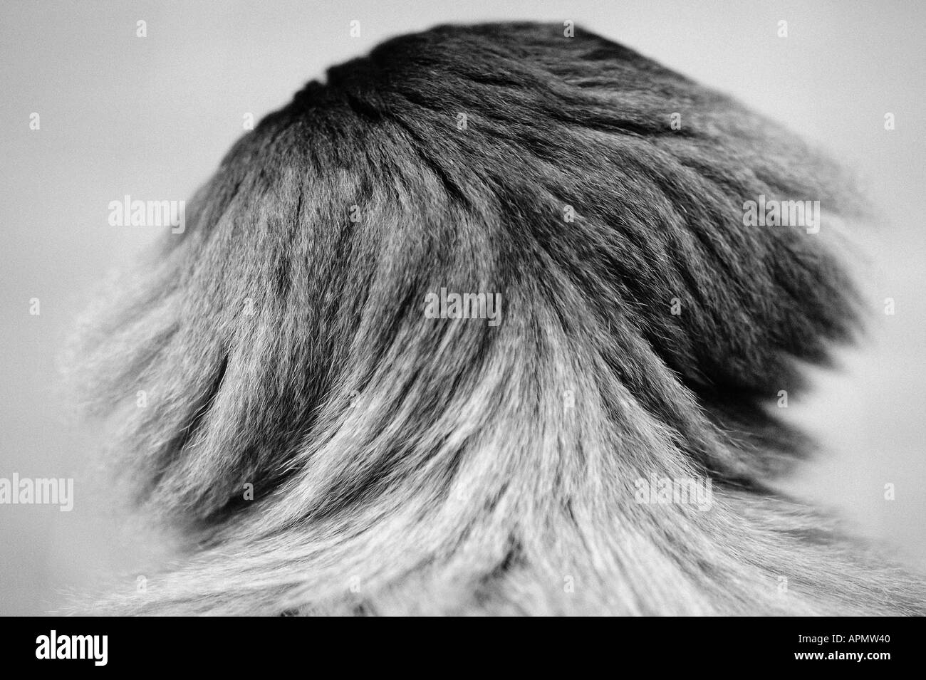 Small Monkeys Black And White Stock Photos Images Alamy