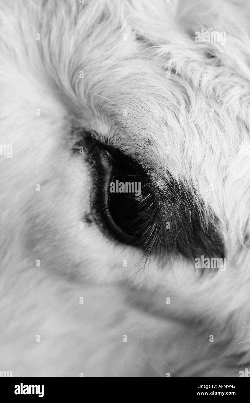 Cow's eye Stock Photo