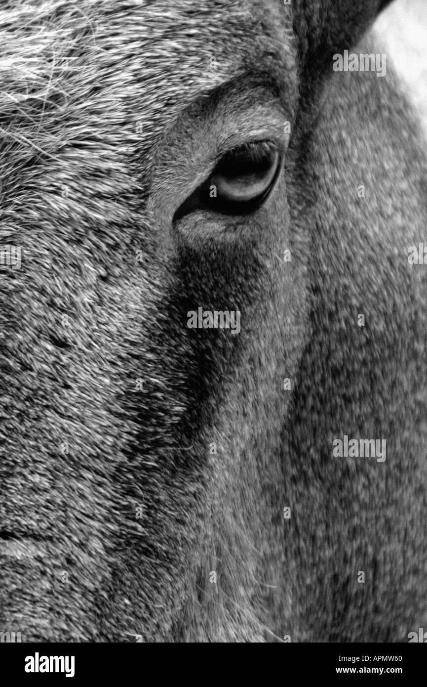 Horses anatomy hires stock photography and images Alamy