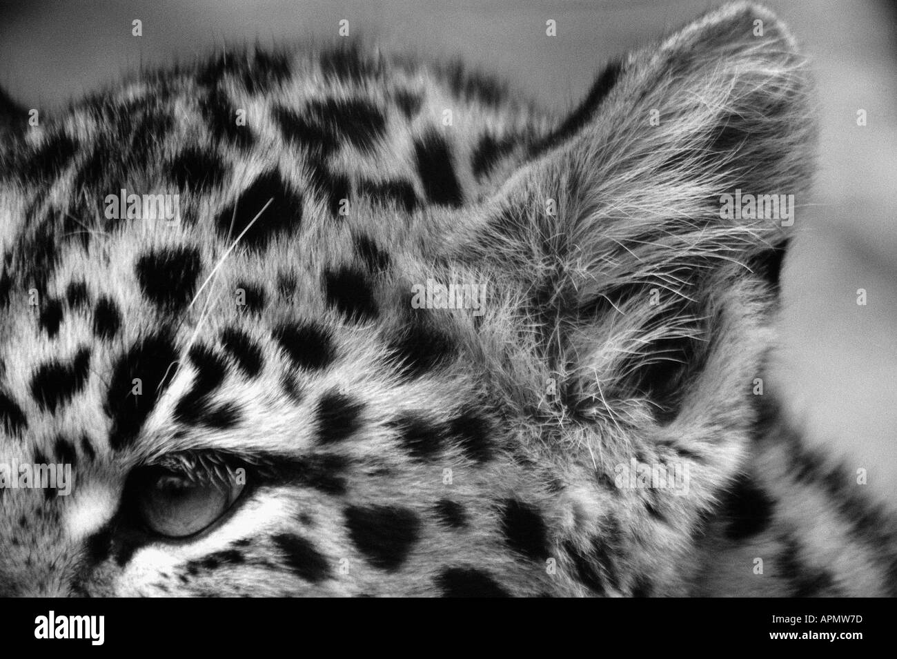 Cheetah anatomy Black and White Stock Photos & Images - Alamy
