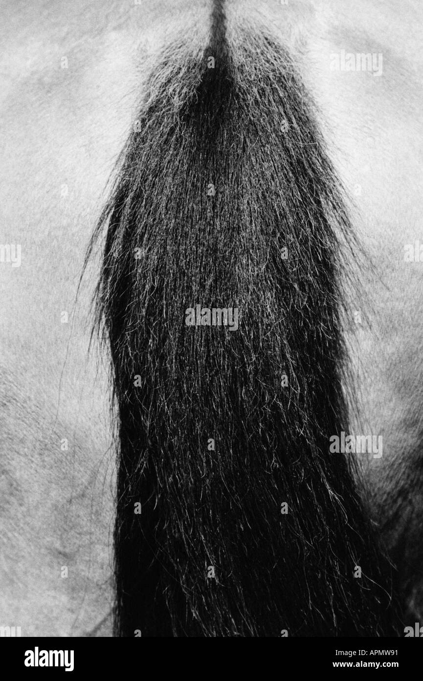 Horse rear view Black and White Stock Photos & Images - Alamy