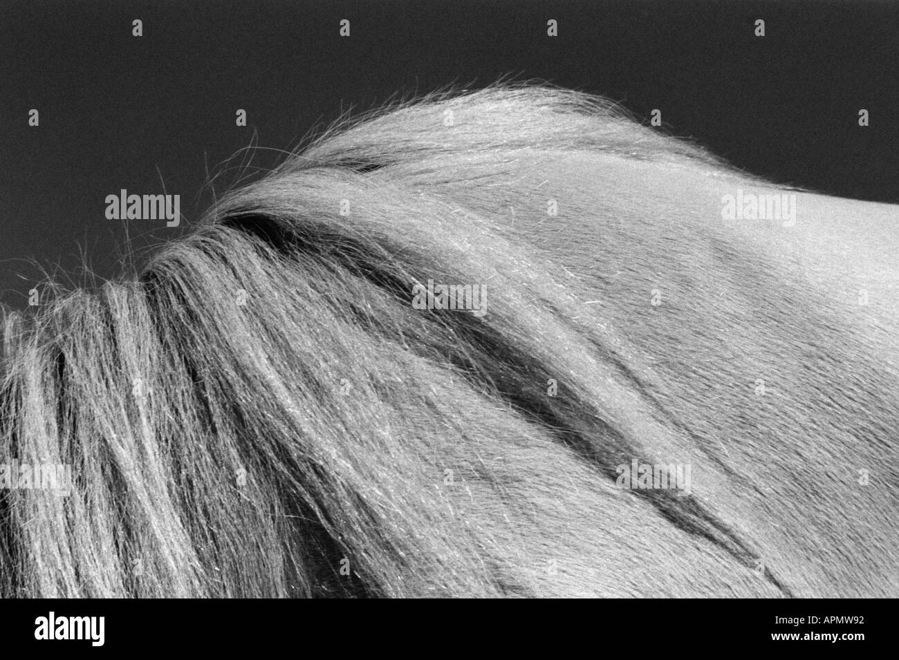 Horses anatomy hires stock photography and images Alamy