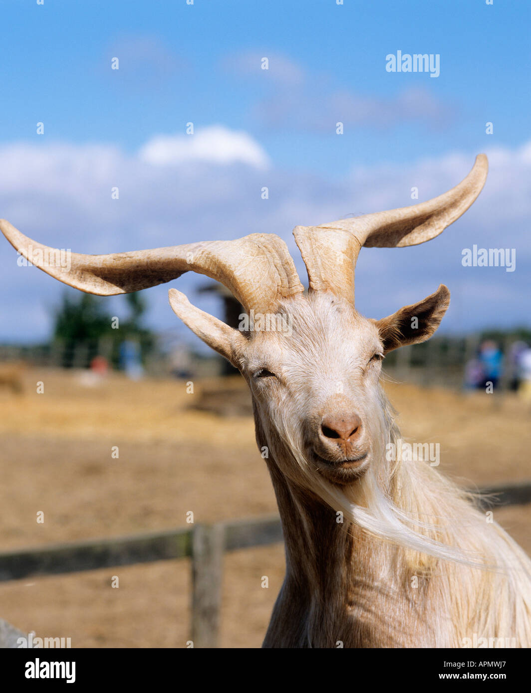 Goat cotswold hi-res stock photography and images - Alamy
