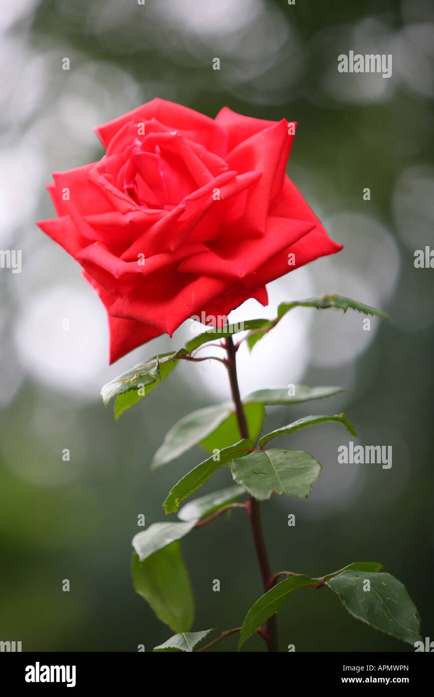 The english red rose hi-res stock photography and images - Alamy