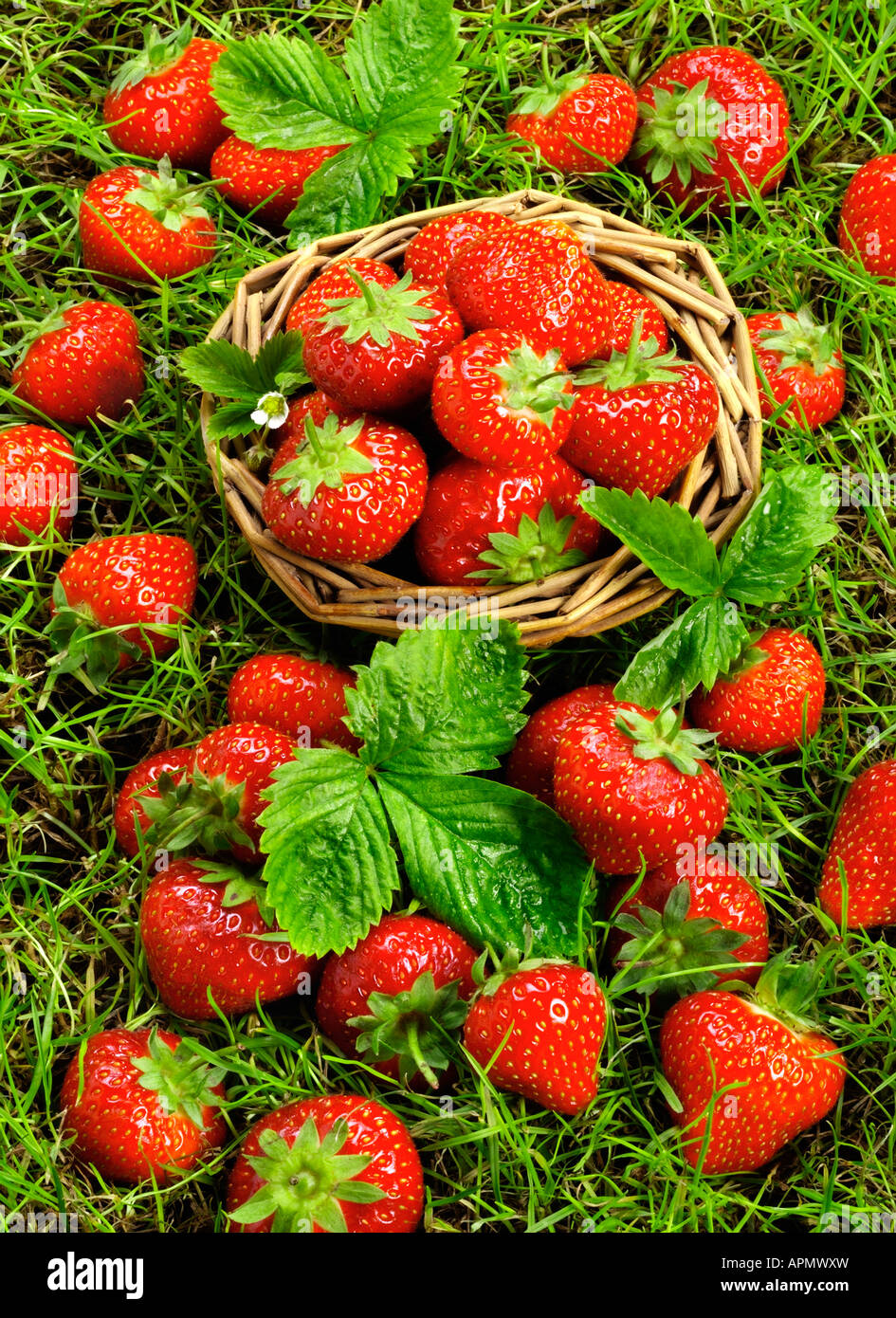 Fresh strawberries in a small basket, on grass, with strawberries and ...