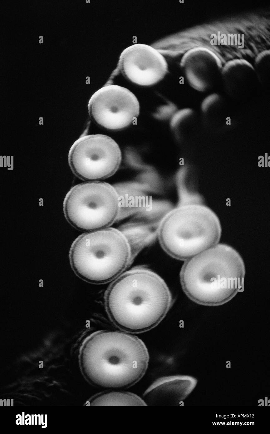 Octopus anatomy hires stock photography and images Alamy