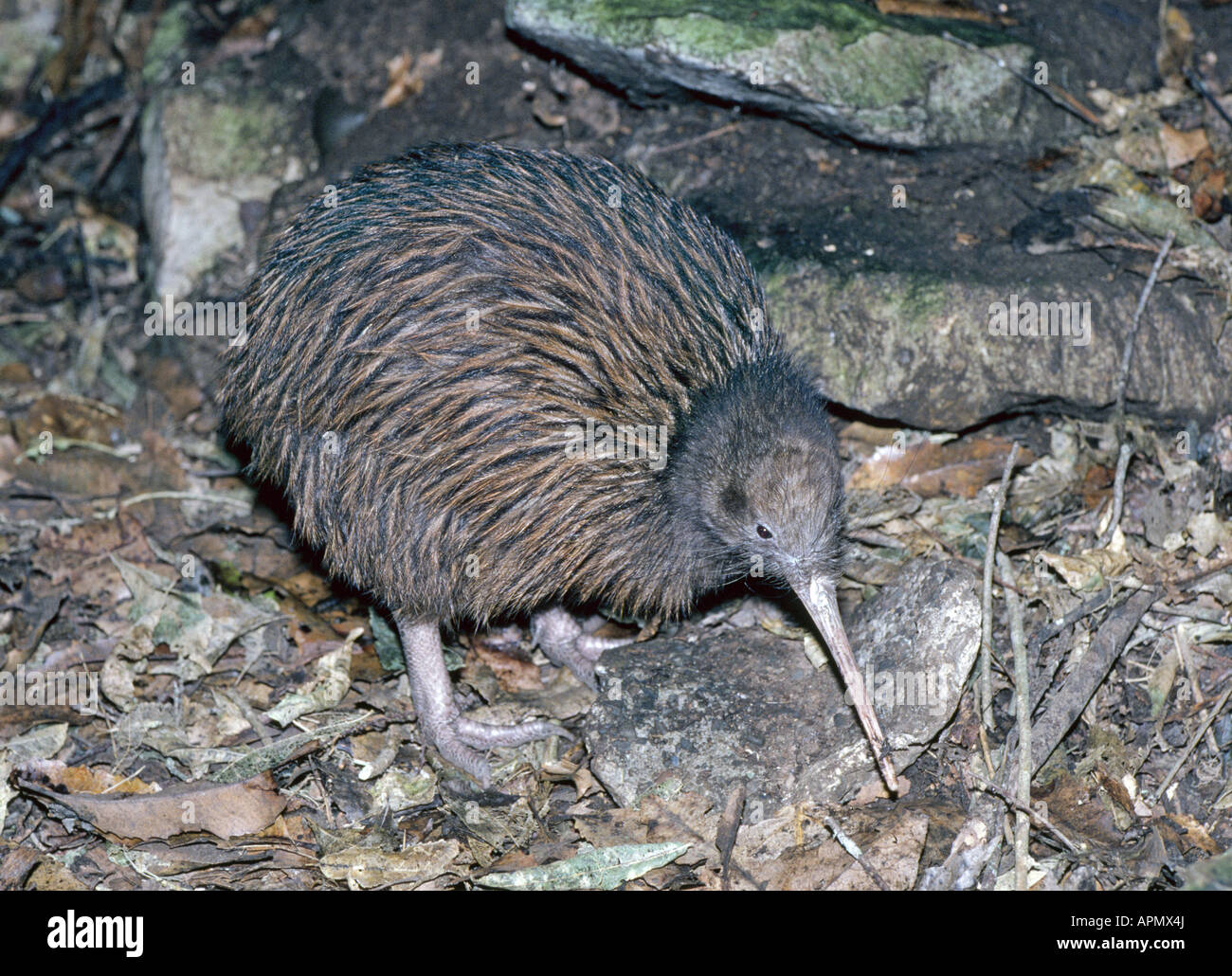 Portrait of a Kiwi, the national bird of New Zealand, in the wild Stock  Photo - Alamy