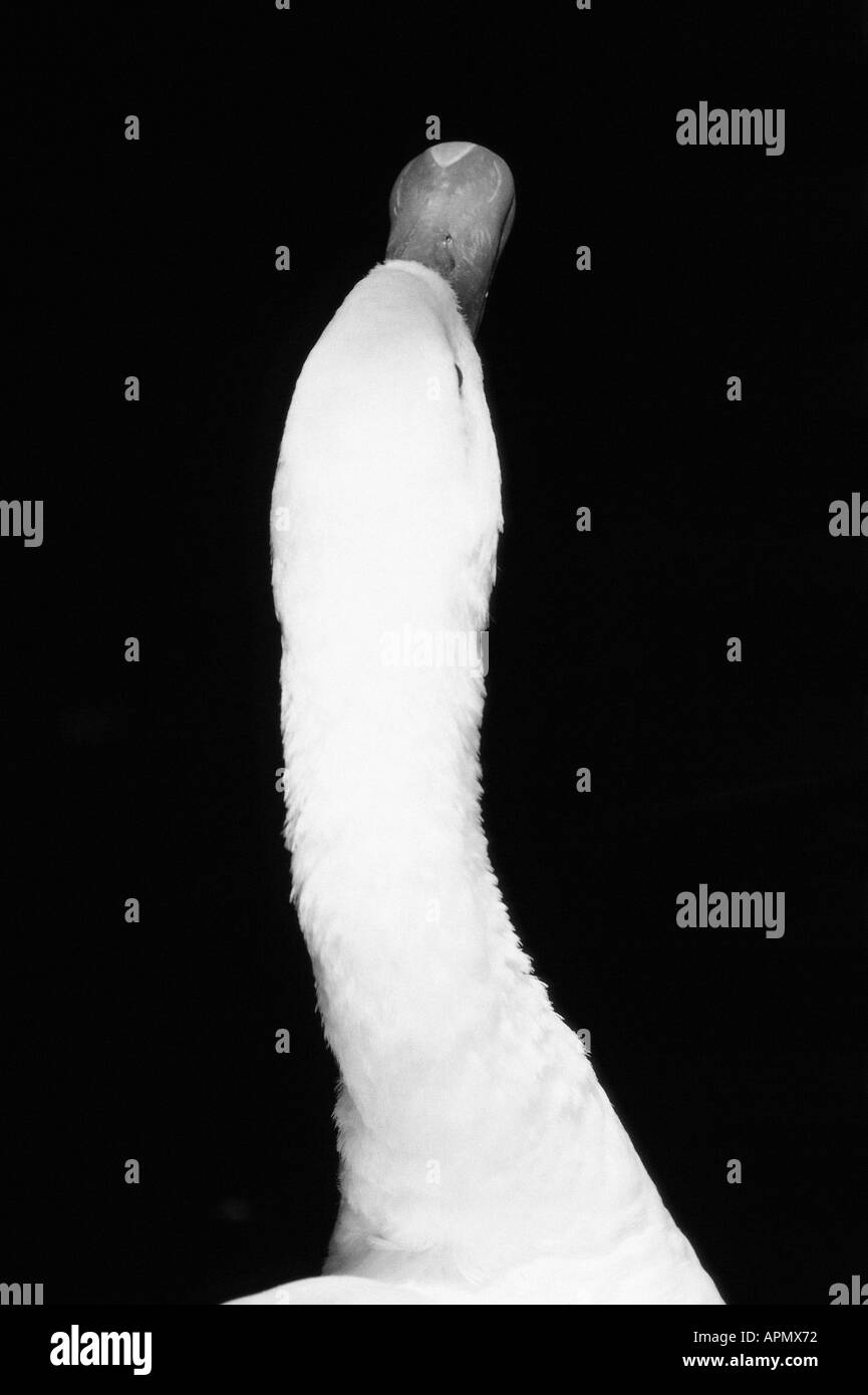 Swan's neck Stock Photo