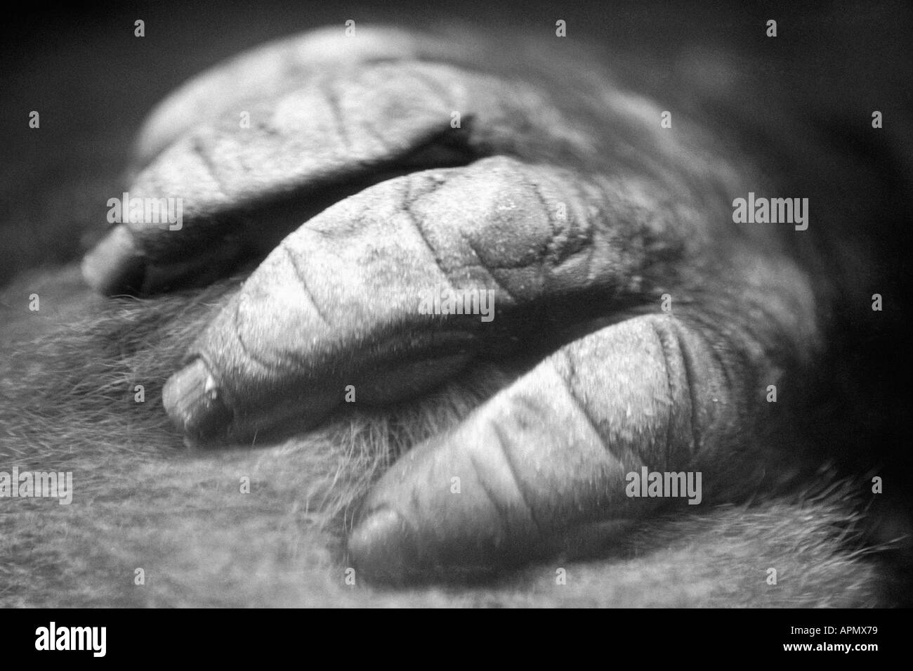 Primate's hand Stock Photo